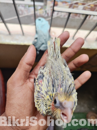 ককাটেল পাখির বাচ্চা টেম সাইজ